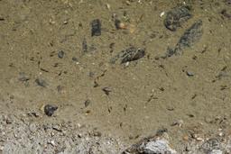 Busy tadpoles [sat aug 9 11:32:18 mdt 2025]